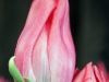 20110204_kl1159w