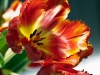 20120307_tulpan1_w