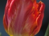20120307_tulpan2_w