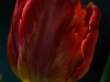 20120307_tulpan2b_w