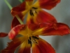 20120307_tulpan3_w