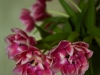 20120319_tulpan3_w