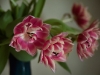 20120319_tulpan4_w