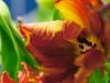 20120323_tulpan1w