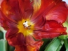 20120323_tulpan2w