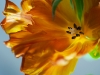 20120324_tulpan1w