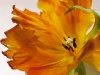 20120324_tulpan3w