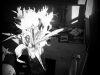 20120405_kl1005w