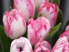20120412_tulpan2_kl1355w