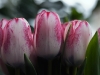 20120412_tulpan3_kl1351w