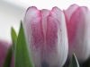 20120412_tulpan4_kl1347w