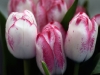 20120412_tulpan_kl1356w