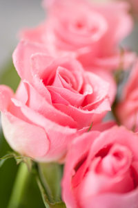 En bukett rosa rosor fick bli dagens motiv. 