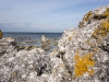 20150914_faro1w