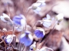 20160407_blasippor1w