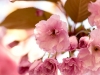20160516_korsbarsblom1w