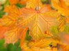 20161006_hostlov1w