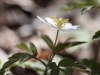 20170505_vitsippa1b_w