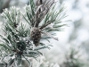 20180110_tall1w