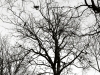 20180201_10xsvartvitt4w